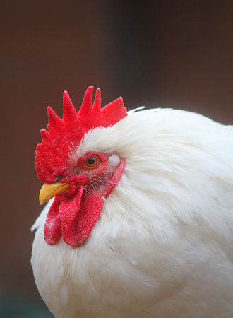 a close up of a white roosterの写真素材