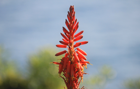 a plant of orange flower in front of the seaの写真素材