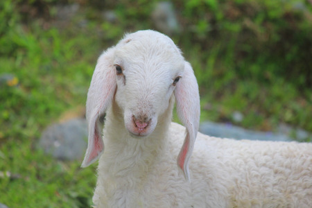 a lamb in a mountain meadow