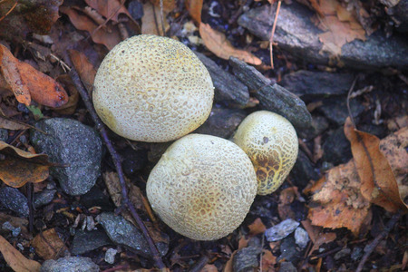some mushrooms in the forest in summer