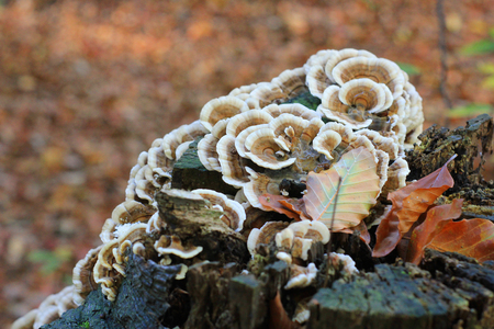 some mushrooms on the trunk in autumnの写真素材