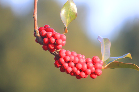 a plant with red berries in winterの写真素材