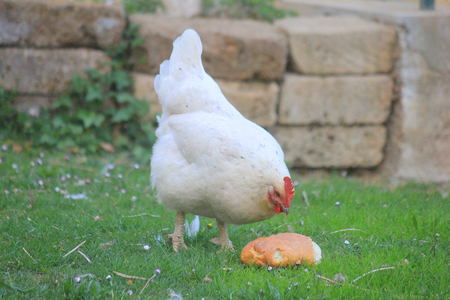 a hen eating some bread in the meadowの写真素材