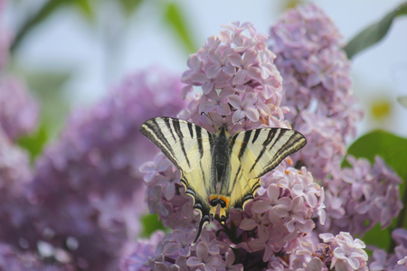 a butterfly on flowers in Springの写真素材