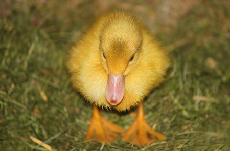 a runner duck chick in the grassの写真素材