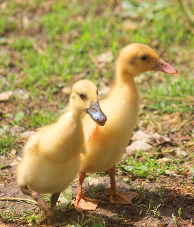 small runner ducks in the meadowの写真素材