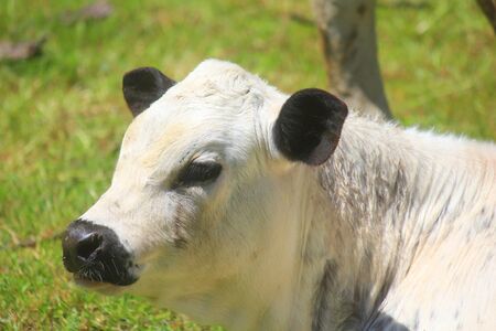 a small white calf in the meadow of the farm