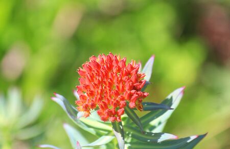 a mountain flower in the meadow in Summerの写真素材