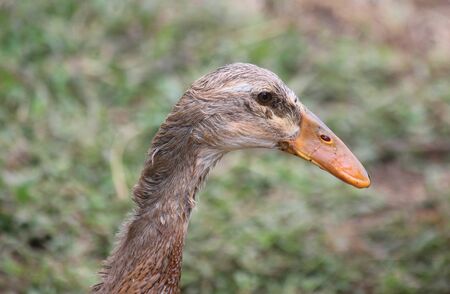 details of the head of a runner duck