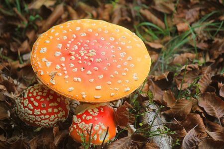 some mushorooms not edible near leaves in the forest