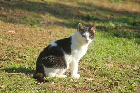 a cat on the grass of the meadowの写真素材
