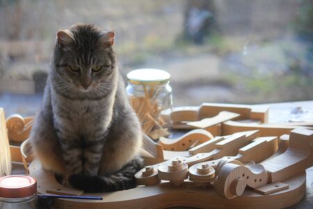 a cat in a laboratory of violinの写真素材