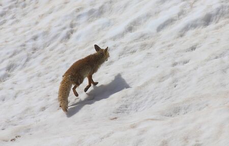 a fox on the snow in mountainの写真素材