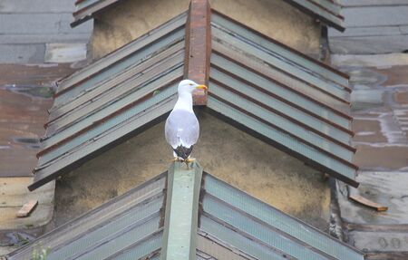 a seagull on the roof in the cityの写真素材