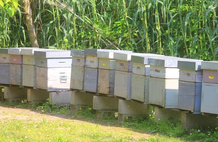 some beehives in the fieldの写真素材