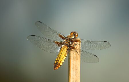 a dragonfly on the woodの写真素材