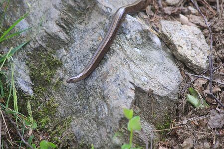 a snake on the stoneの写真素材