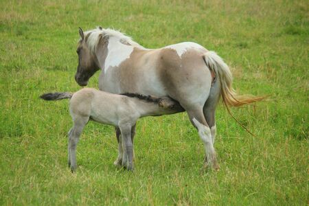 a baby foal suckling milk in the meadowの写真素材