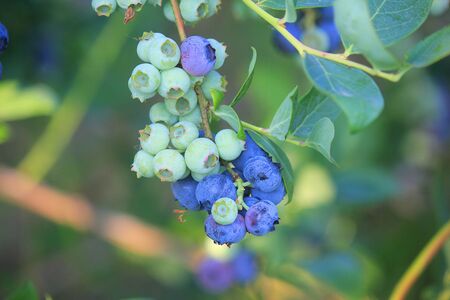 some blueberry plants in the fieldの写真素材