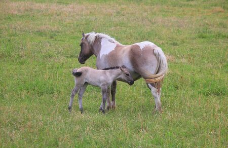 a horse with foal in the meadowの写真素材