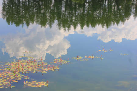 panorama with reflections of vegetation in the lakeの写真素材