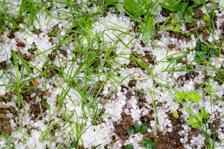 Hail stones on the ground with damaged grass