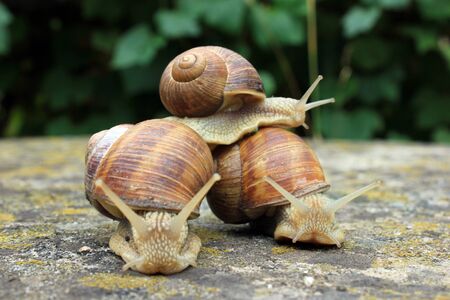 The mollusk in action  in a rainy dayの写真素材