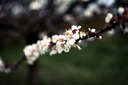 Flowering cherry tree branch in springtime afternoonの写真素材