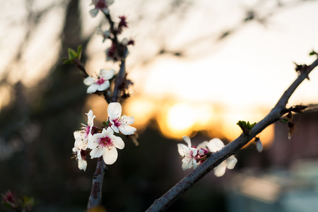 Cherry tree with a flower in the backgroundの写真素材