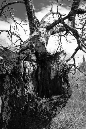 Bare olive tree in tuscany countrysideの写真素材