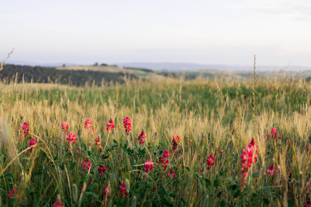 Red flowers in tuscany countryside near Sienaの写真素材