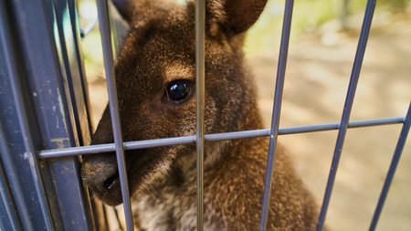 Sad kangaroo behind bars. Sad eyes of an animal in captivity, concept free animalsの写真素材