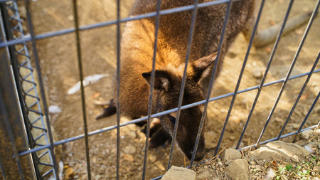 Sad kangaroo behind bars. Sad eyes of an animal in captivity, concept free animalsの写真素材
