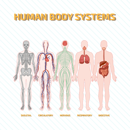 Human Body Systemsのイラスト素材
