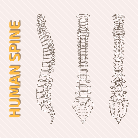 Skeletal Systemのイラスト素材