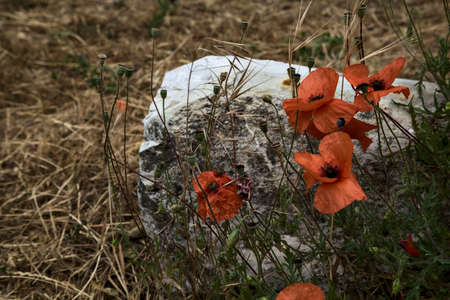 Poppies and a rock on a bare ground seen up closeの写真素材