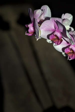 Pink phalaenopsis orchid in bloom seen up closeの写真素材