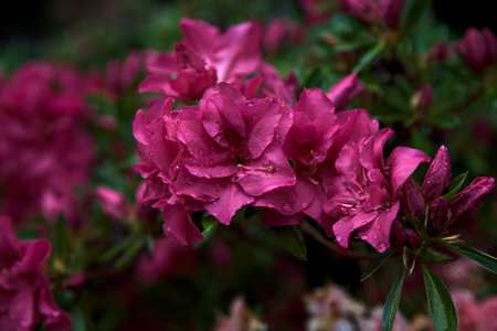Pink rhododendron in bloom seen up closeの写真素材