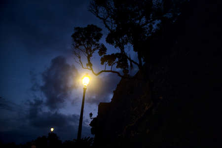 Silhouette of a bent tree with a street light and the sky at dusk as backgroundの写真素材
