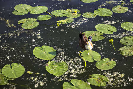 Mallard swimming on a lake between lily pads at sunsetの写真素材