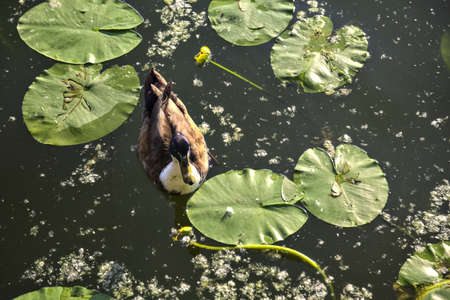 Mallard swimming on a lake between lily pads at sunsetの写真素材