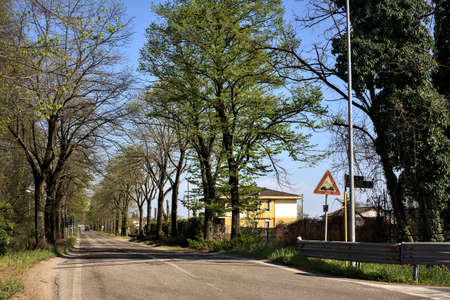 Country road bordered by trees on a sunny day