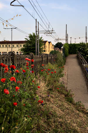 Poppies that grow on a concrete fence next to a railroad track and a path at sunsetの写真素材