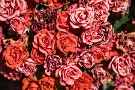 Bush of miniature red roses seen up closeの写真素材