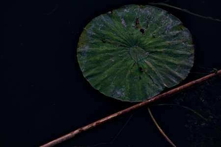 Lily pad and a cane floating on the waterの写真素材