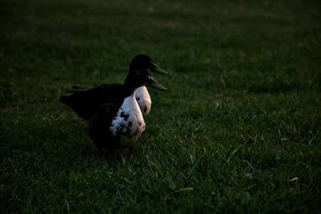 Mallards on a lawn at sunsetの写真素材