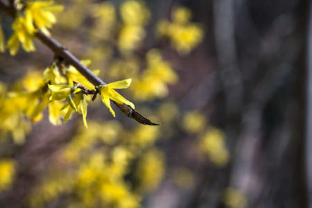 Forsythia bush in bloom with a brick wall as background
