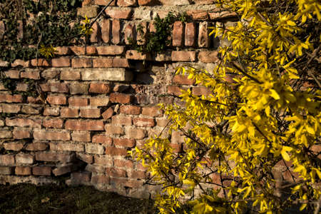 Forsythia bush in bloom with a brick wall as backgroundの写真素材