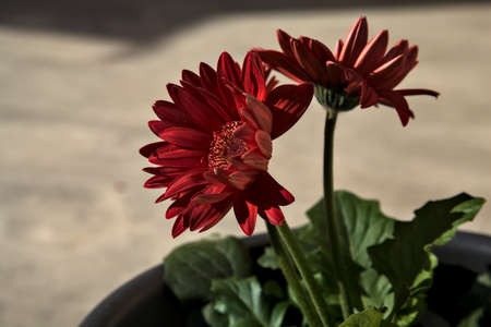 Red gerbera in a vase seen up close