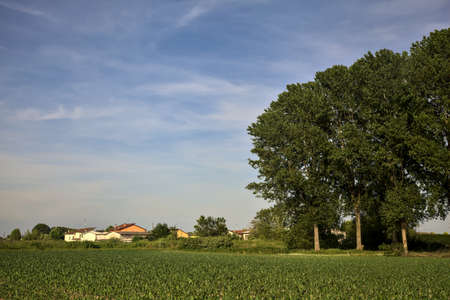 Row of poplars in a cultivated field at sunsetの写真素材